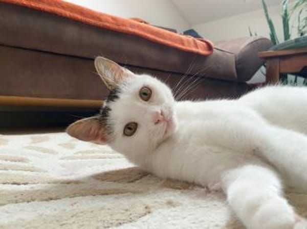 Unsere zarte Katzenseele Donna
