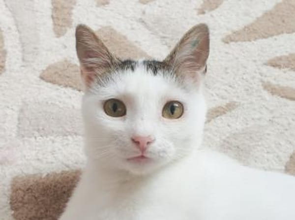 Unsere zarte Katzenseele Donna