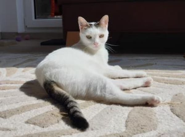 Unsere zarte Katzenseele Donna
