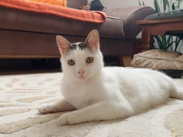 Unsere zarte Katzenseele Donna