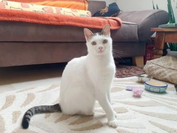 Unsere zarte Katzenseele Donna