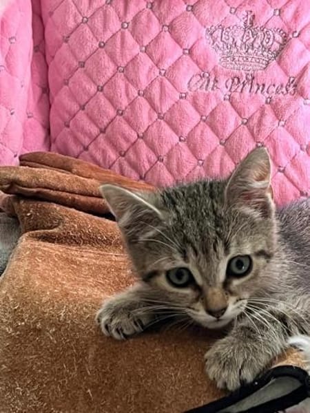 Dina sucht ein liebevolles Zuhause