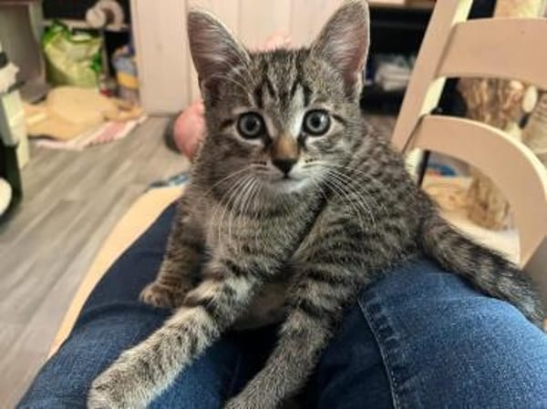 Daisy sucht ein liebevolles Zuhause