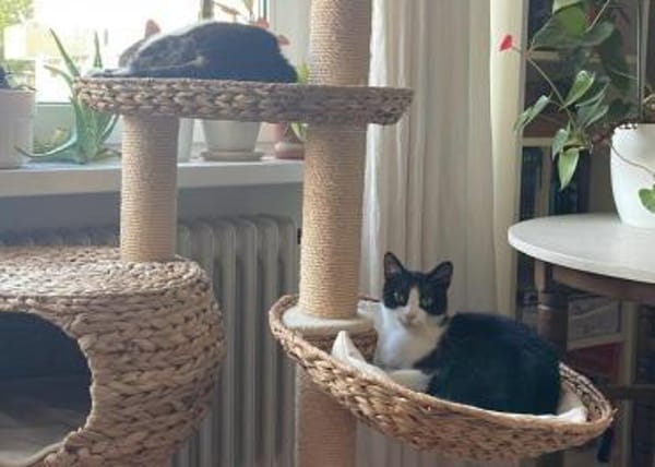 Elmo sucht ein liebevolles Zuhause