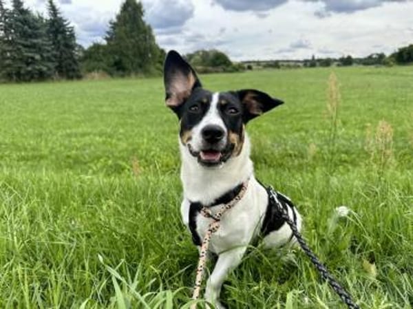 Snoopy - kleiner Spitzbub