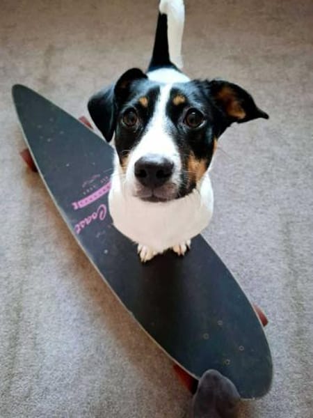 Snoopy - kleiner Spitzbub