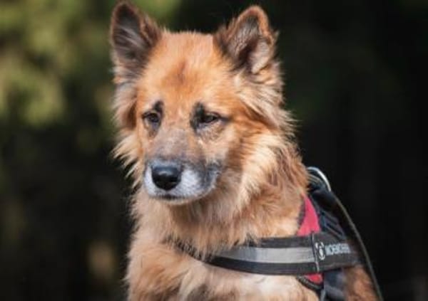 Timosha❤sucht Pflege- oder Endstelle
