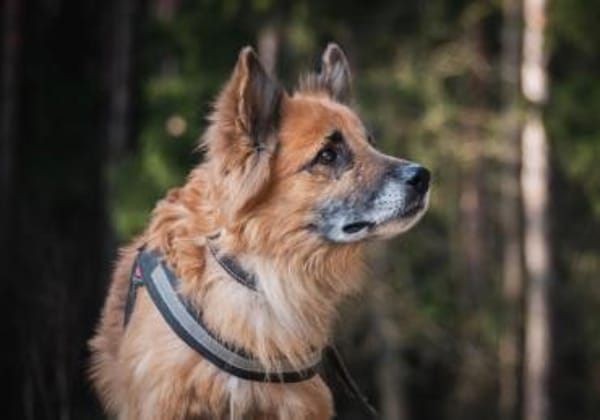 Timosha❤sucht Pflege- oder Endstelle