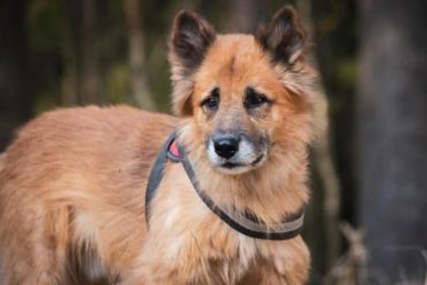 Timosha❤sucht Pflege- oder Endstelle
