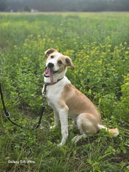 Chip  Schlauer Jungspund