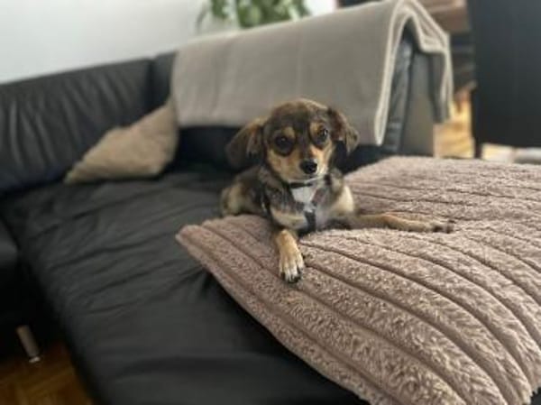 Inni sucht ihr Zuhause