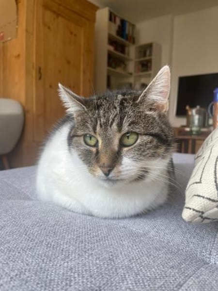 Alma sucht liebevolle Dosenöffner