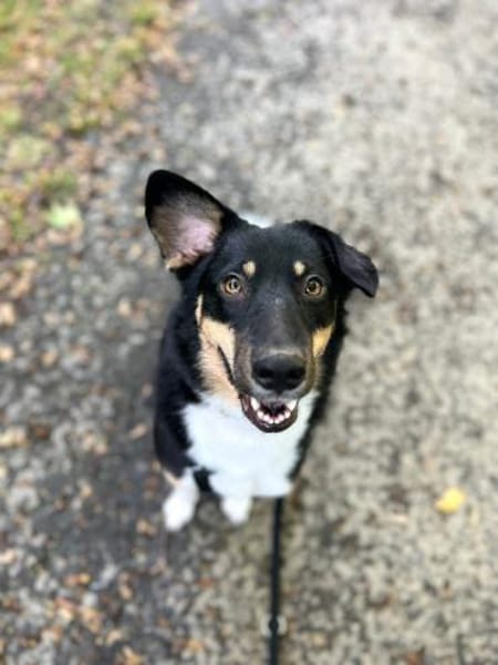 Zula