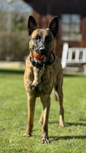 Keanu, lernwilliger Mali-Mix, ca. 2 Jahr