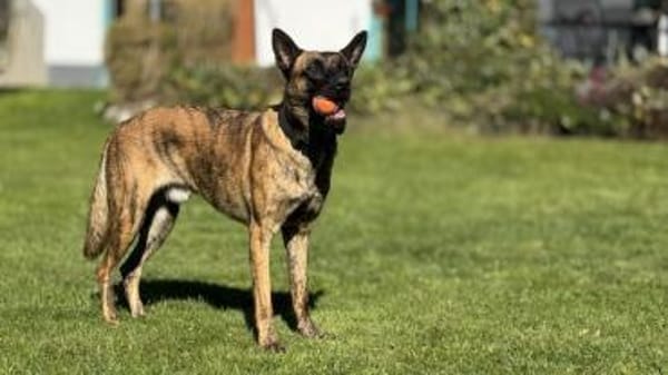 Keanu, lernwilliger Mali-Mix, ca. 2 Jahr
