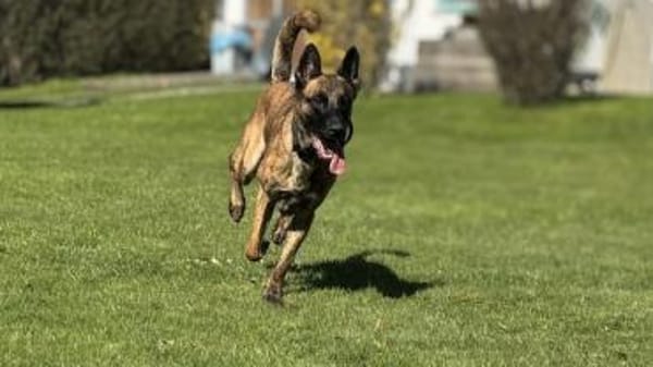 Keanu, lernwilliger Mali-Mix, ca. 2 Jahr