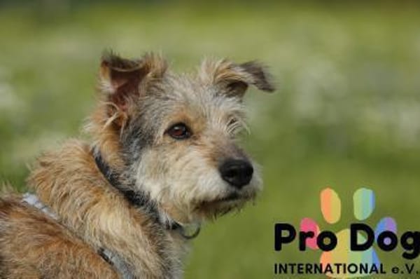 Filou auf Pflegestelle