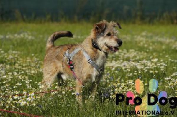 Filou auf Pflegestelle