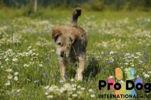 Filou auf Pflegestelle
