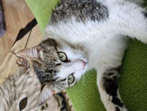 Manchitas die Unkomplizierte