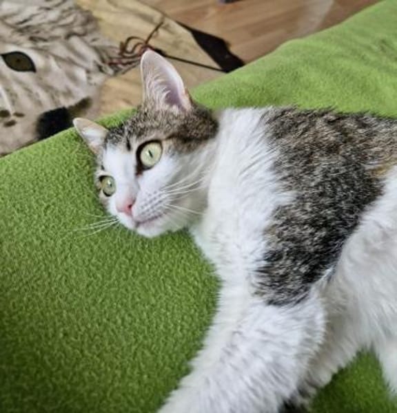 Manchitas die Unkomplizierte
