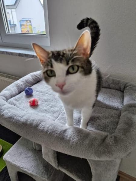 Manchitas die Unkomplizierte