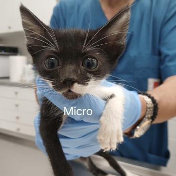 Micro - kleiner Kämpfer sucht Zuhause