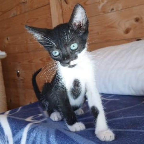 Micro - kleiner Kämpfer sucht Zuhause