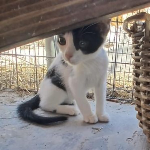 Stripe sucht DICH als Spielpartner!