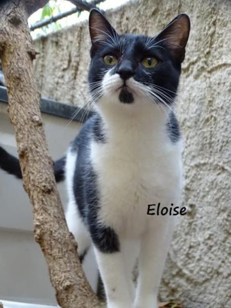 Eloise in Hattersheim(ALO)
