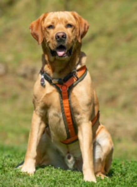 MR. SAM - bildhübscher Labrador-Bub