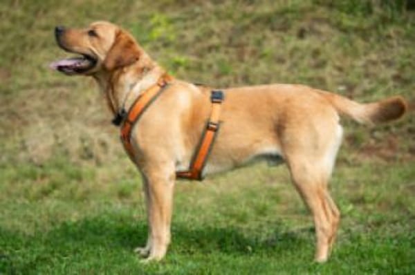 MR. SAM - bildhübscher Labrador-Bub