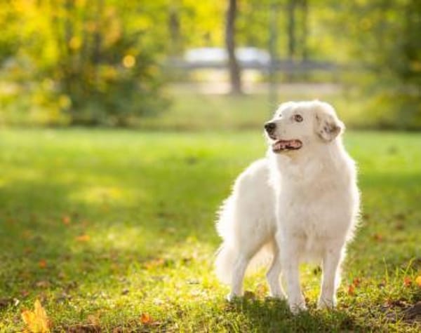 Buddy sucht ein hundeerfahrenes Zuhause