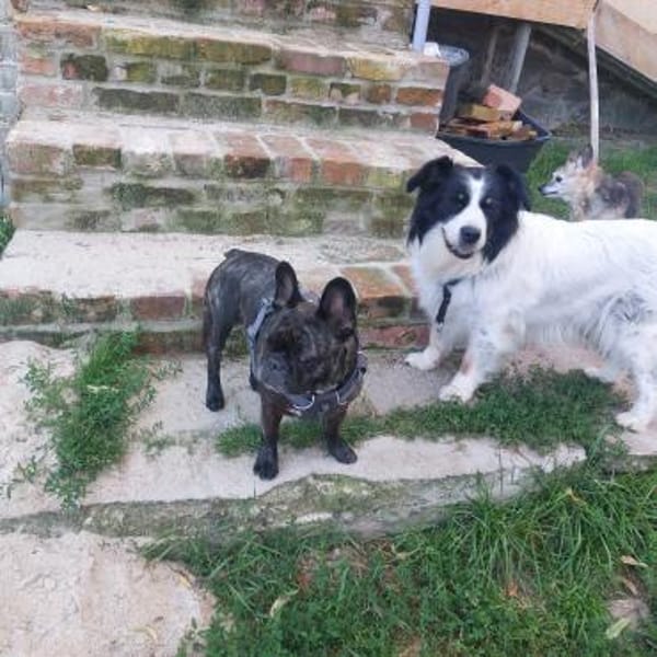 Lotti sucht ihr Traumschloss