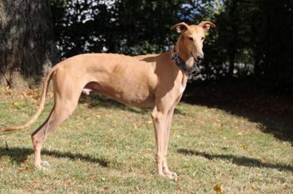 Timón - charmanter Galgo sucht dich