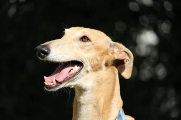 Timón - charmanter Galgo sucht dich