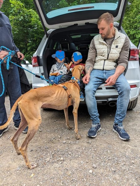 Timón - charmanter Galgo sucht dich