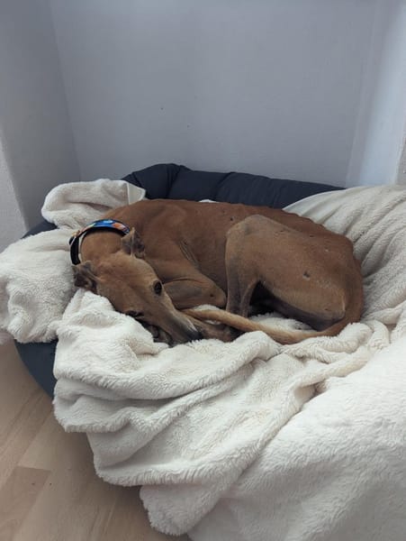 Timón - charmanter Galgo sucht dich