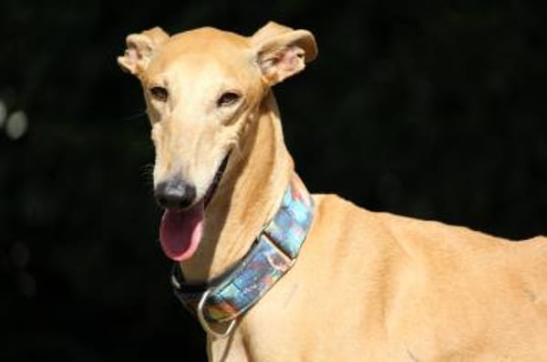 Timón - charmanter Galgo sucht dich