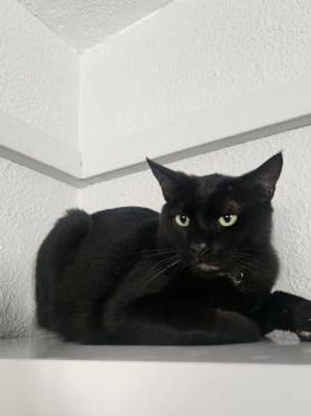 Lacknase Milo in Stockstadt(ALO)