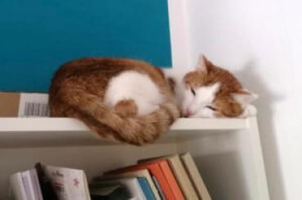 LINO