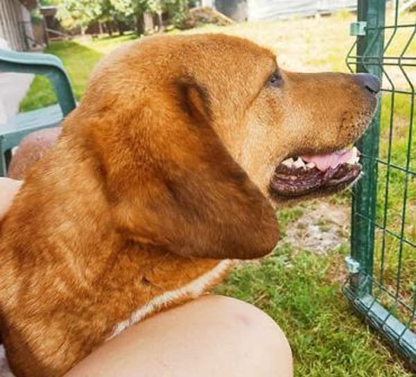 ❤ wundervoller Familienhund ZUCO ❤