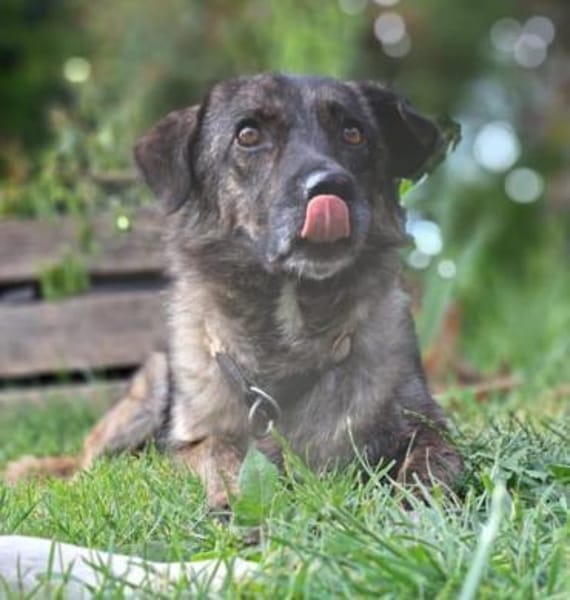 LUCY - süße Hundeschnute sucht Zuhause