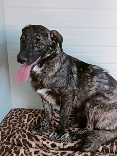 LUCY - süße Hundeschnute sucht Zuhause