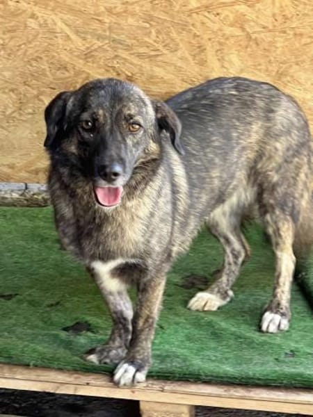 LUCY - süße Hundeschnute sucht Zuhause