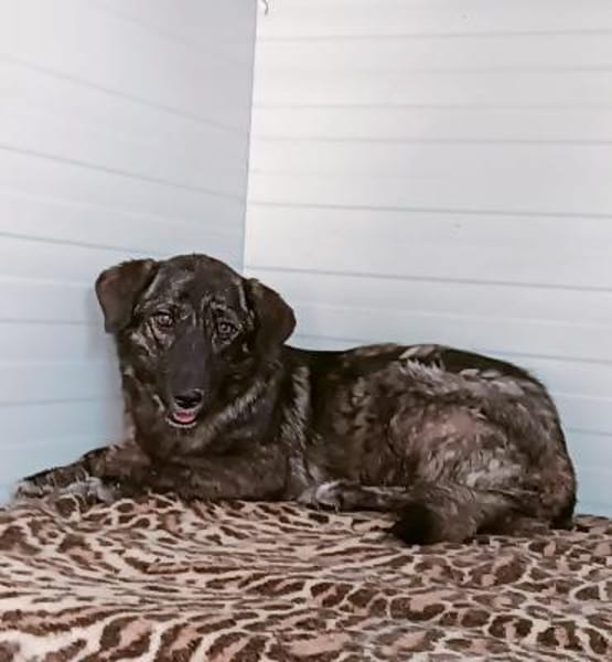 LUCY - süße Hundeschnute sucht Zuhause