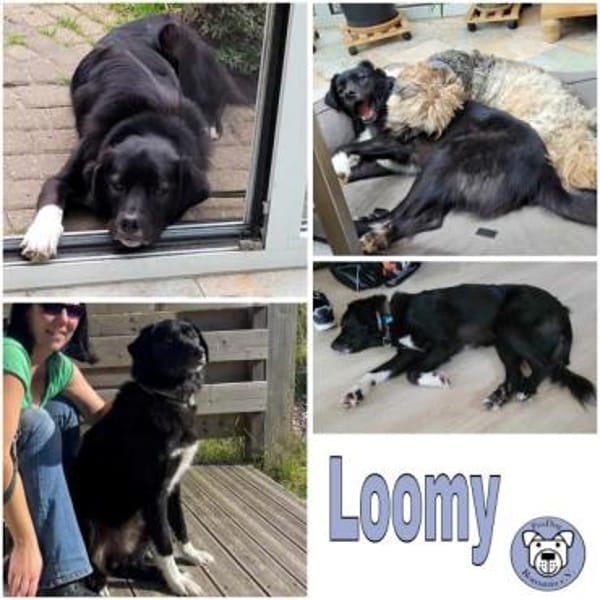 LOOMY * großer Kerl mit Potential
