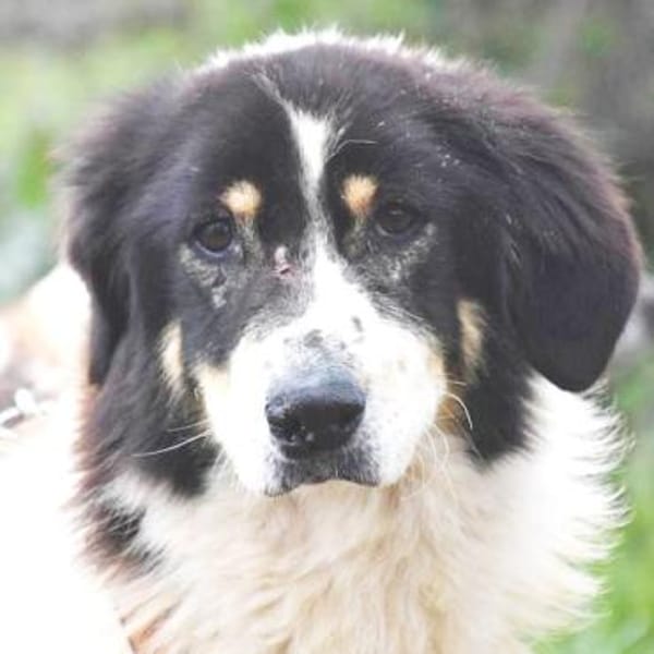 Peppe sucht eine liebe + aktive Familie