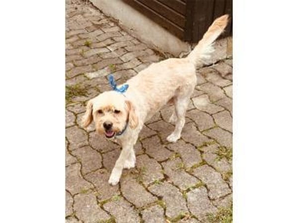 Sunny - wartet in 35619 Braunfels