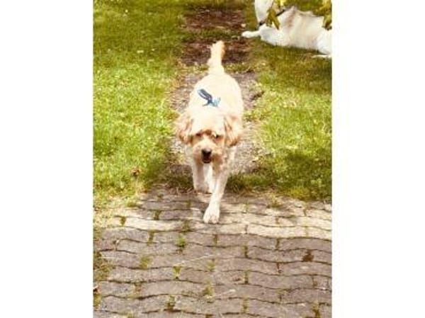 Sunny - wartet in 35619 Braunfels